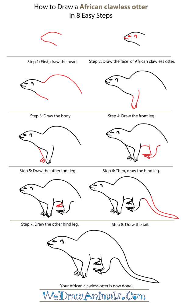 How To Draw An African clawless otter - Step-By-Step Tutorial