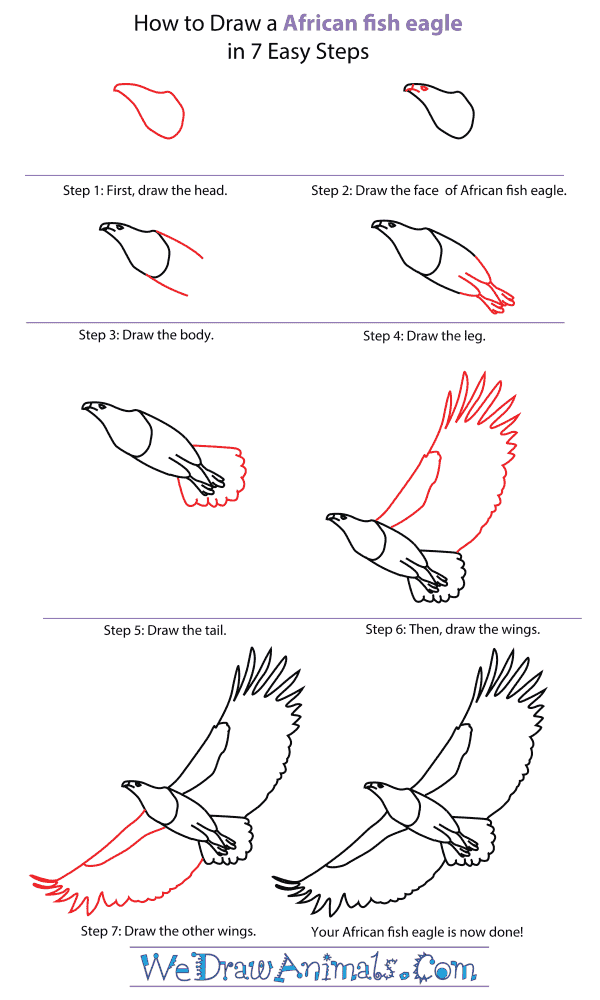 How To Draw An African fish eagle - Step-By-Step Tutorial