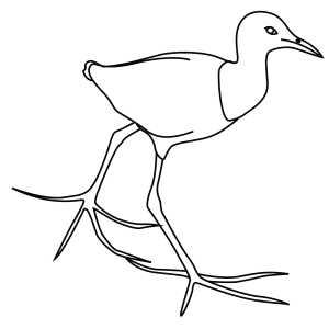 How To Draw An African Jacana - Step-By-Step Tutorial