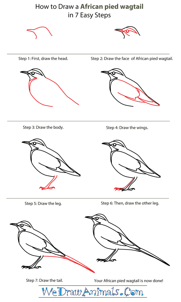 How To Draw An African pied wagtail - Step-By-Step Tutorial