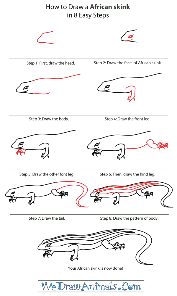 How To Draw An African skink - Step-By-Step Tutorial