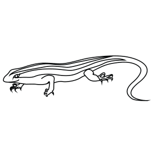 How To Draw An African Skink - Step-By-Step Tutorial