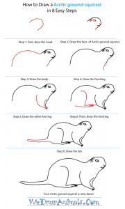 How to Draw an Arctic Ground Squirrel