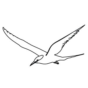 How To Draw An Arctic Tern - Step-By-Step Tutorial