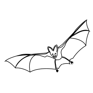 How To Draw An Asian False Vampire Bat - Step-By-Step Tutorial