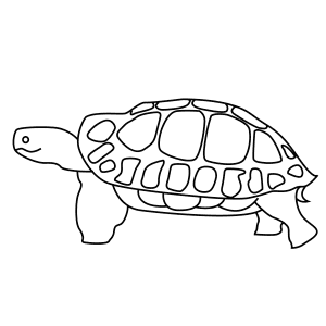 How To Draw An Asian Forest Tortoise - Step-By-Step Tutorial