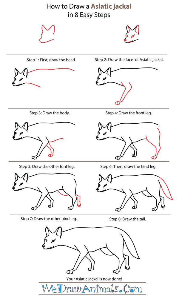 How To Draw An Asiatic jackal - Step-By-Step Tutorial