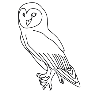 How To Draw An Australian Masked Owl - Step-By-Step Tutorial