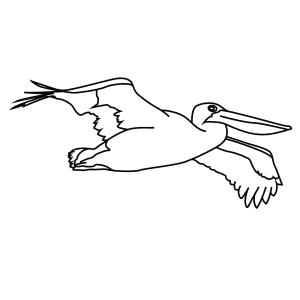 How To Draw An Australian Pelican - Step-By-Step Tutorial