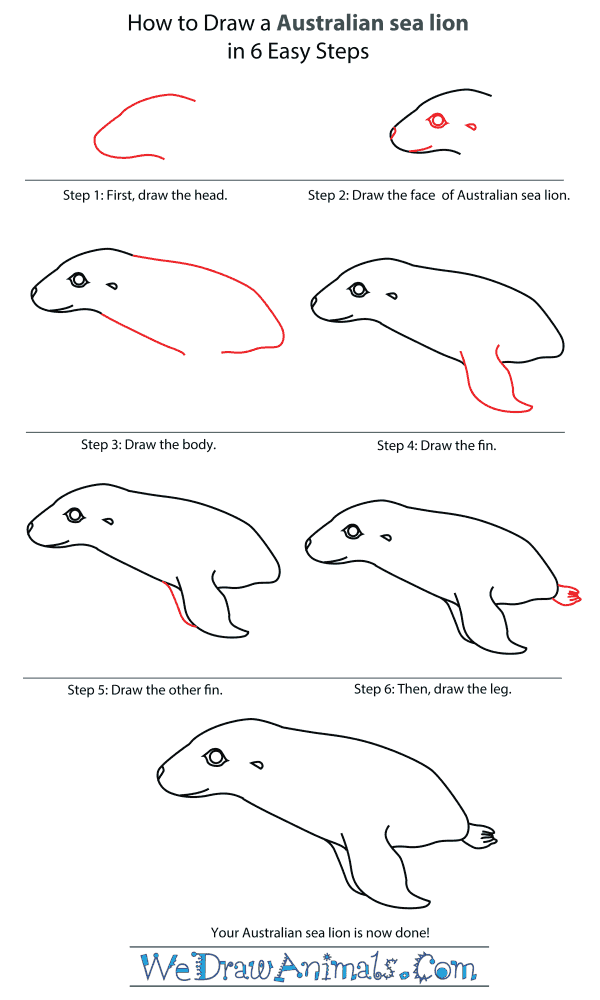 How To Draw An Australian sea lion - Step-By-Step Tutorial