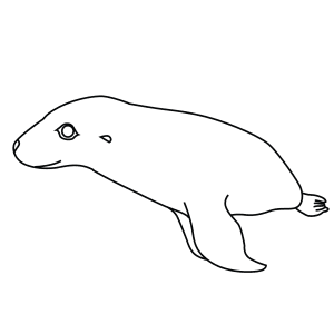 How To Draw An Australian Sea Lion - Step-By-Step Tutorial