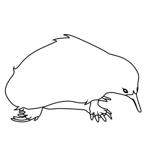 How To Draw An Australian Spiny Anteater - Step-By-Step Tutorial