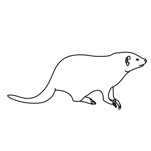 How To Draw A Banded Mongoose - Step-By-Step Tutorial