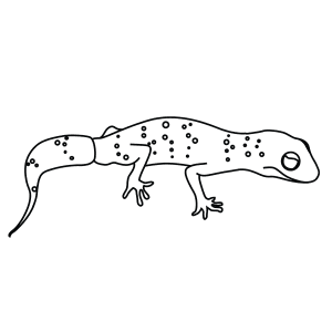 How To Draw A Barking Gecko - Step-By-Step Tutorial