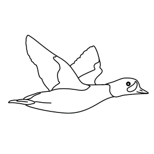 How To Draw A Barrows Goldeneye - Step-By-Step Tutorial