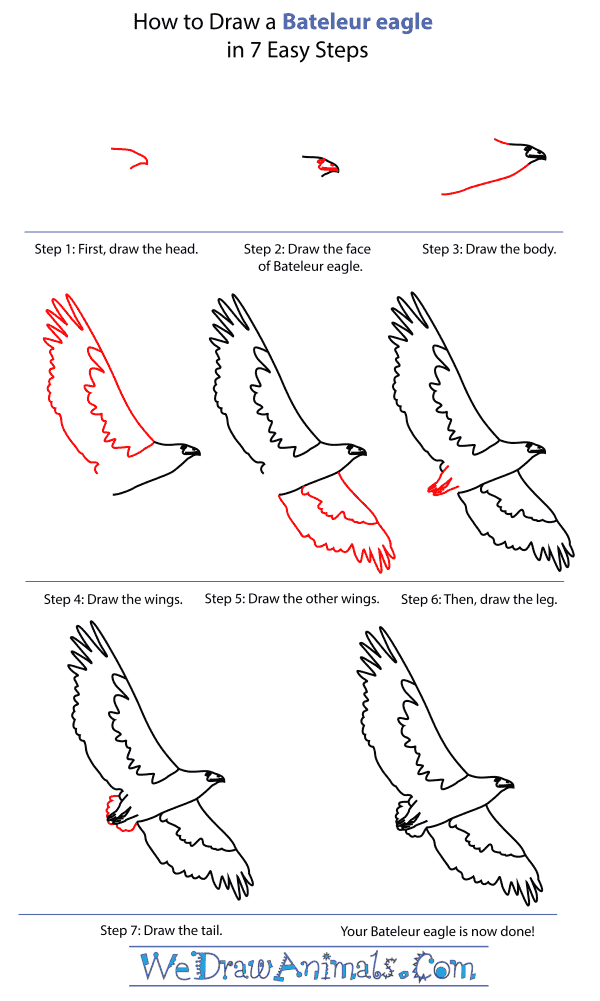 How To Draw A Bateleur eagle - Step-By-Step Tutorial