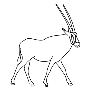 How To Draw A Beisa Oryx - Step-By-Step Tutorial