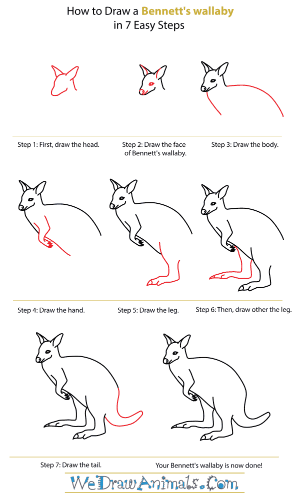 How To Draw A Bennett's wallaby - Step-By-Step Tutorial