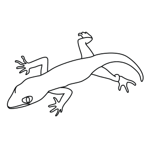 How To Draw A Bent Toed Gecko - Step-By-Step Tutorial