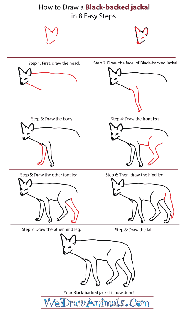 How To Draw A Black-Backed Jackal - Step-By-Step Tutorial