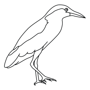 How To Draw A Black Crowned Night Heron - Step-By-Step Tutorial