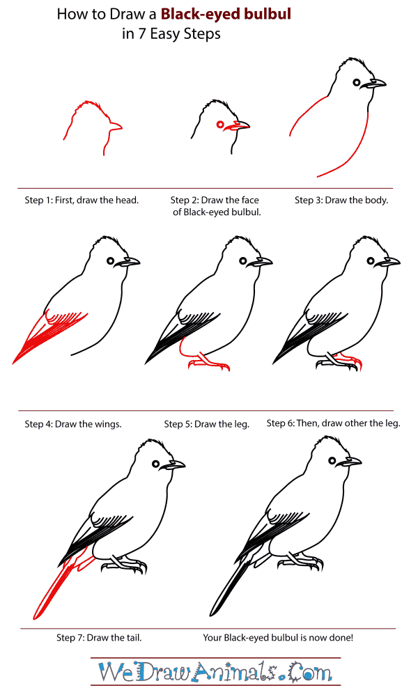 How To Draw A Black-Eyed Bulbul - Step-By-Step Tutorial