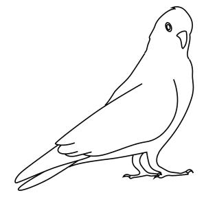 How To Draw A Galah - Step-By-Step Tutorial