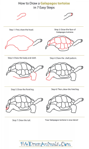 How to Draw a Galapagos Tortoise