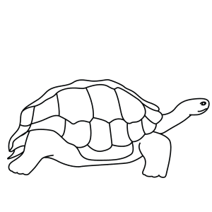 How To Draw A Galapagos Tortoise - Step-By-Step Tutorial