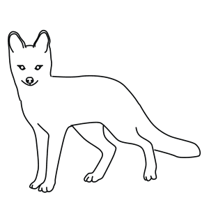 How To Draw A Grey Fox - Step-By-Step Tutorial