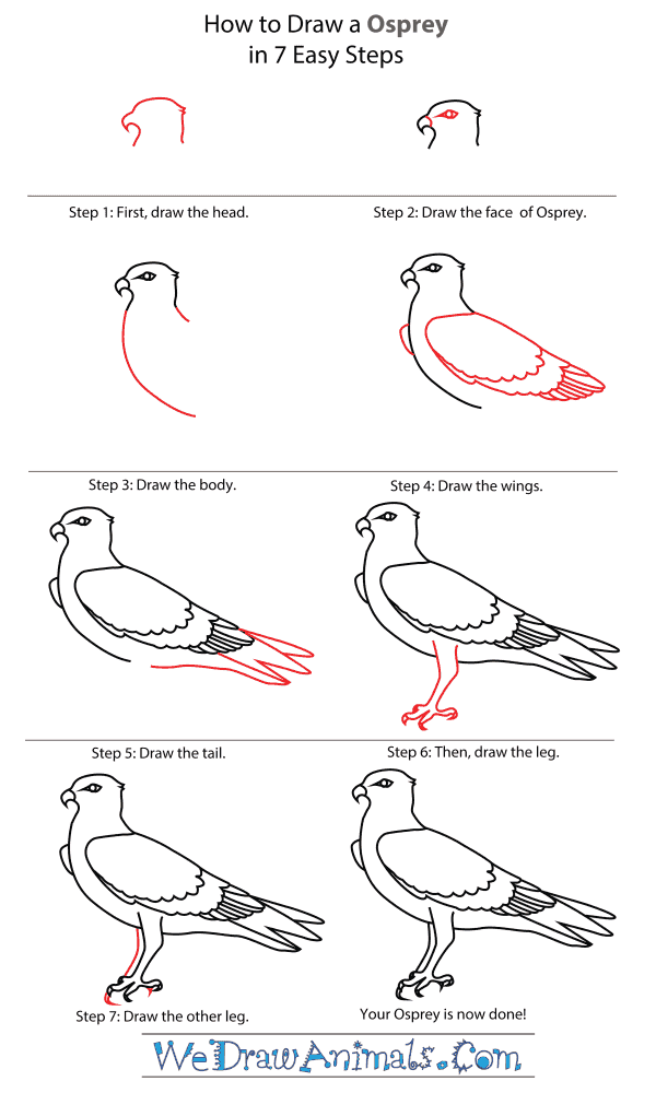 How To Draw An Osprey - Step-By-Step Tutorial