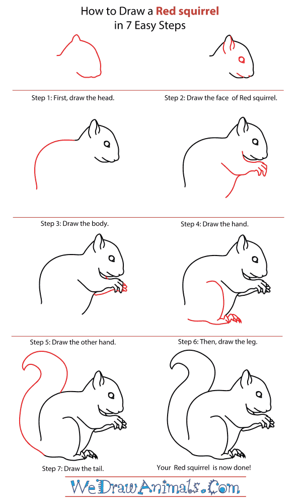 How To Draw A Red squirrel - Step-By-Step Tutorial