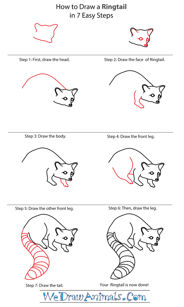 How To Draw A Ringtail - Step-By-Step Tutorial