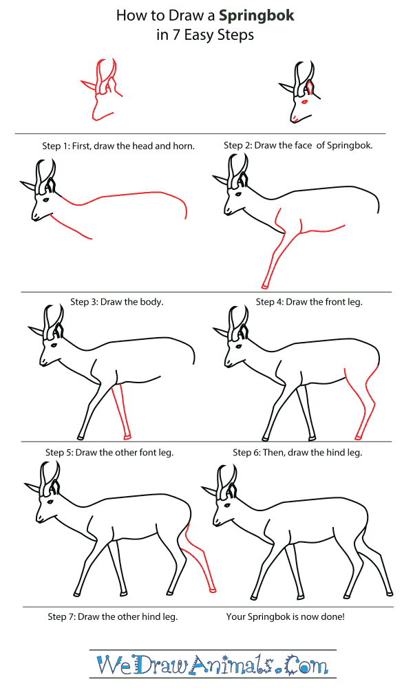 How To Draw A Springbok - Step-By-Step Tutorial