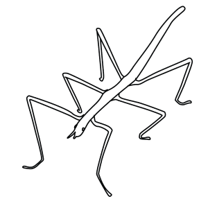 How To Draw A Stick Insect - Step-By-Step Tutorial