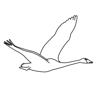 How To Draw A Trumpeter Swan - Step-By-Step Tutorial