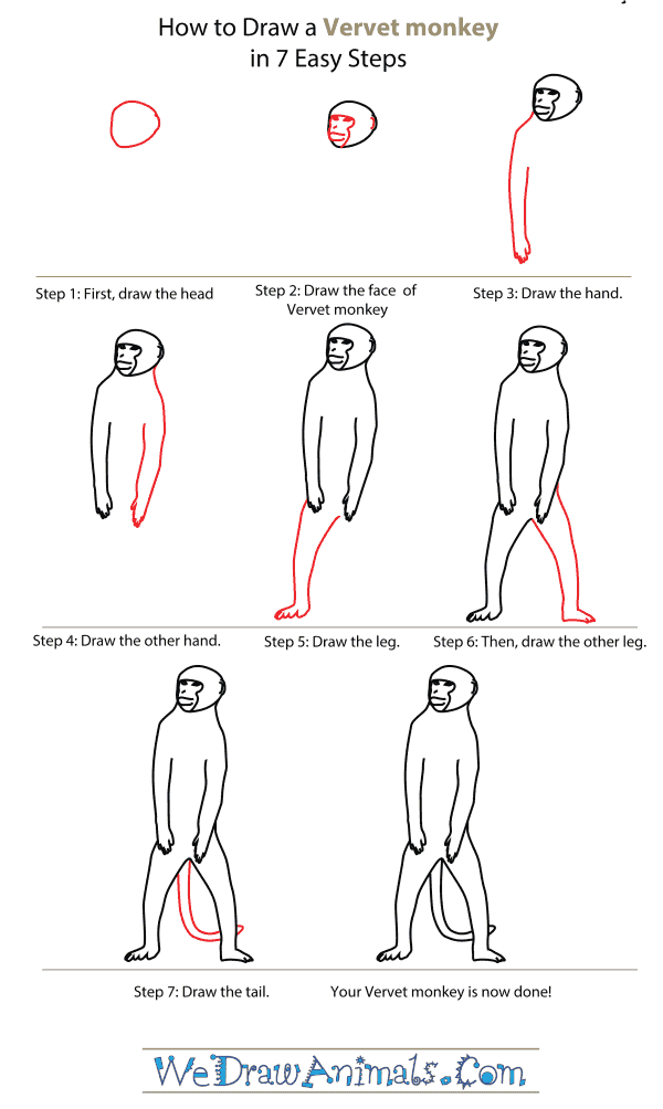 How To Draw A Vervet monkey - Step-By-Step Tutorial