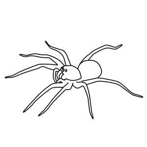 How To Draw A Wolf Spider - Step-By-Step Tutorial