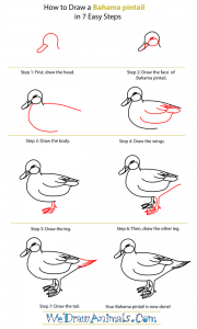 How to Draw a Bahama Pintail