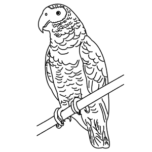 How To Draw an African Grey Parrot - Step-By-Step Tutorial