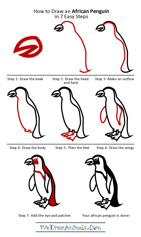 How to Draw an African Penguin - Step-by-Step Tutorial