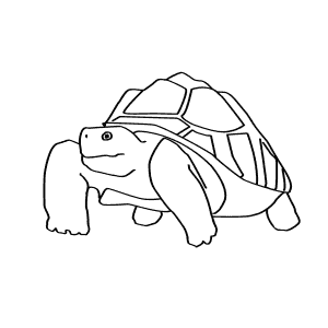 How To Draw an African Spurred Tortoise - Step-By-Step Tutorial