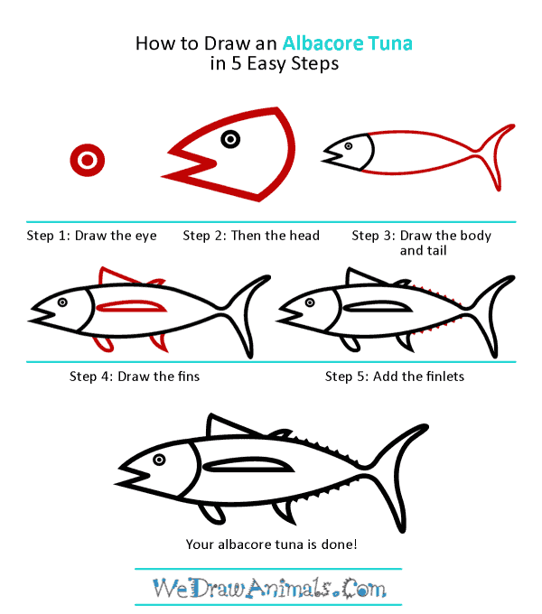 How to Draw an Albacore Tuna - Step-by-Step Tutorial