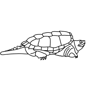 How To Draw an Alligator Snapping Turtle - Step-By-Step Tutorial