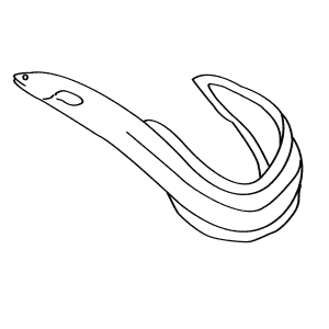 How To Draw an American Eel - Step-By-Step Tutorial