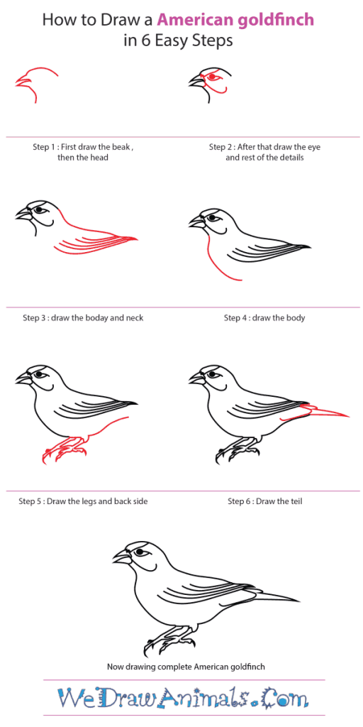 How to Draw an American Goldfinch