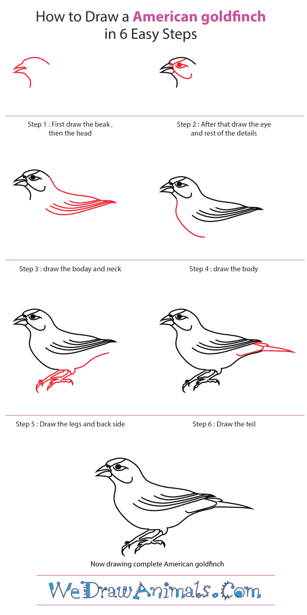 How to Draw an American Goldfinch - Step-by-Step Tutorial