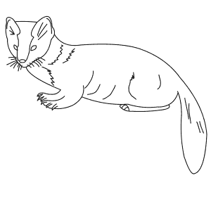 How To Draw an American Marten - Step-By-Step Tutorial