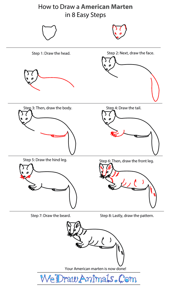 How to Draw an American Marten - Step-by-Step Tutorial