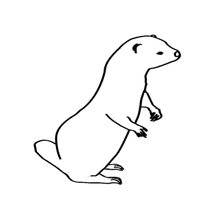 How To Draw an American Mink - Step-By-Step Tutorial